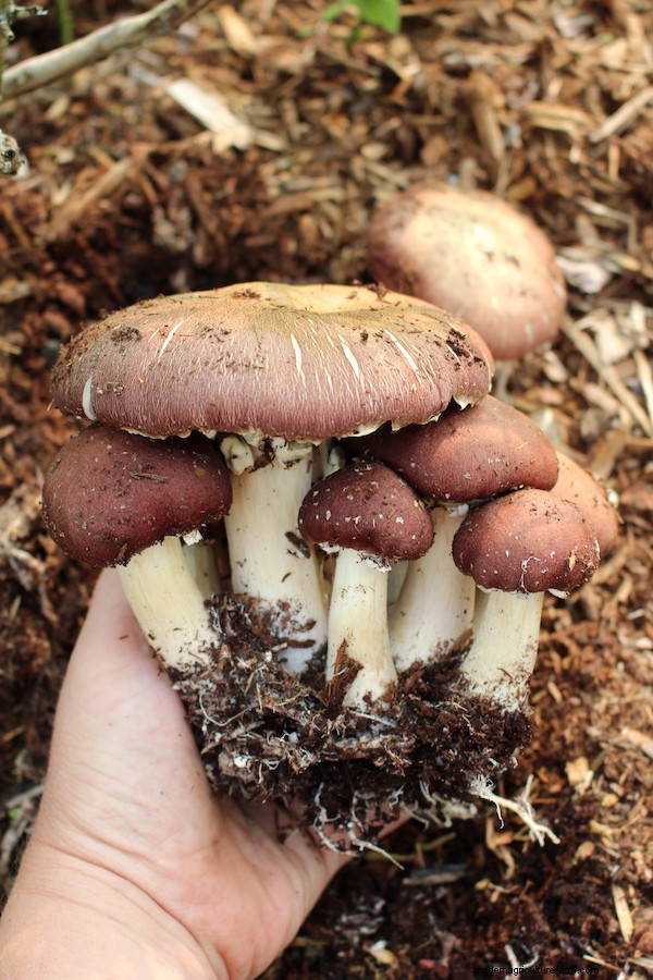 Coltivare i funghi a casa:una guida per principianti alle varietà facili 