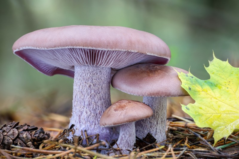 Coltivare i funghi a casa:una guida per principianti alle varietà facili 