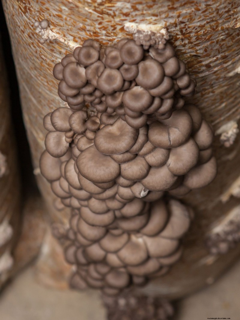 Coltivare i funghi a casa:una guida per principianti alle varietà facili 