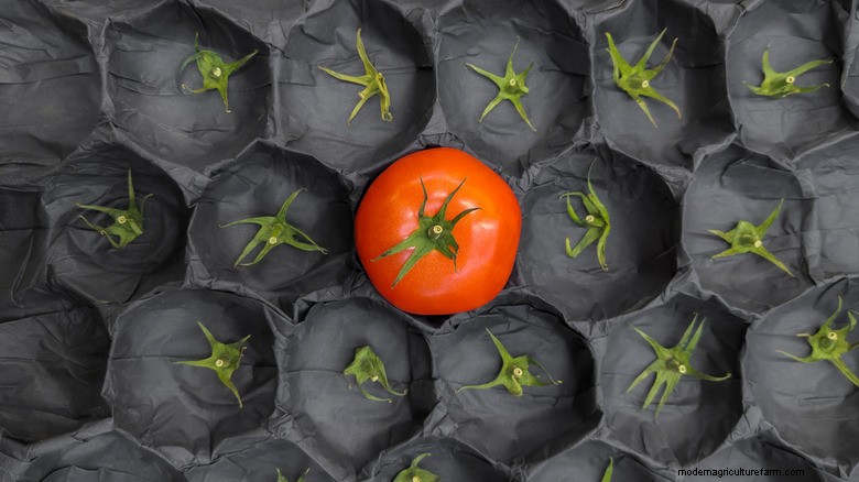 Carenza di pomodori:cause e semplice guida alla coltivazione 