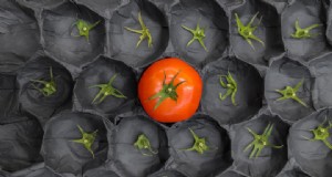 Carenza di pomodori:cause e semplice guida alla coltivazione 