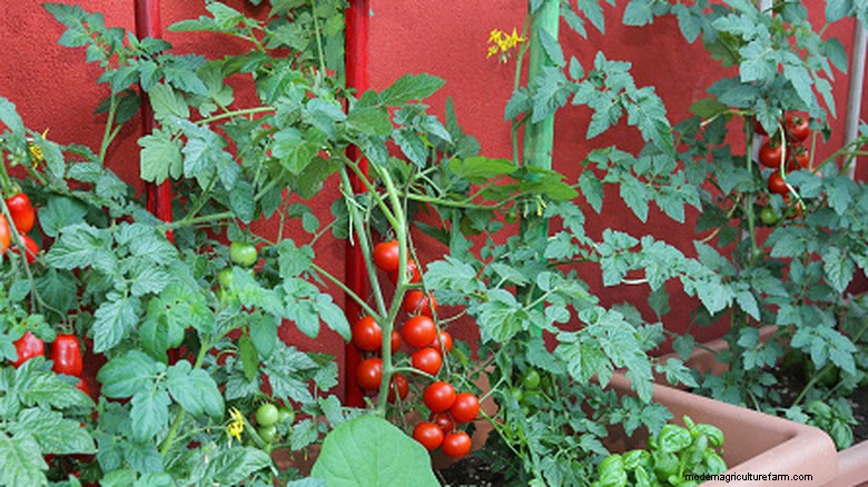 Carenza di pomodori:cause e semplice guida alla coltivazione 