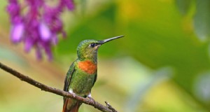 Kolibris anlocken:Einfach zu züchtende Blumen für ganzjährige Besuche 