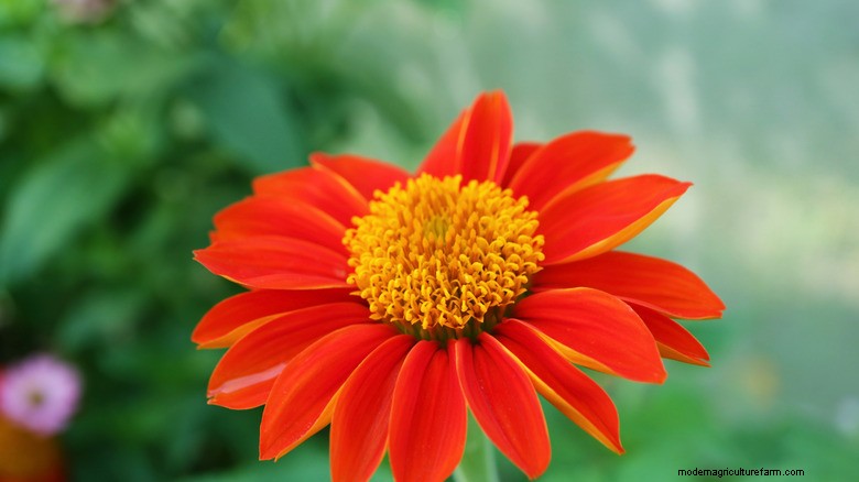 Trek kolibries aan:eenvoudig te kweken bloemen voor bezoeken het hele jaar door 