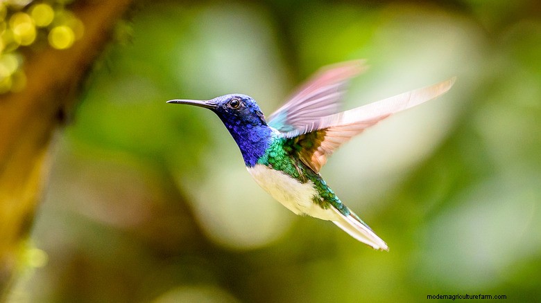 Attira i colibrì con i cestini sospesi di Sweet Alyssum 