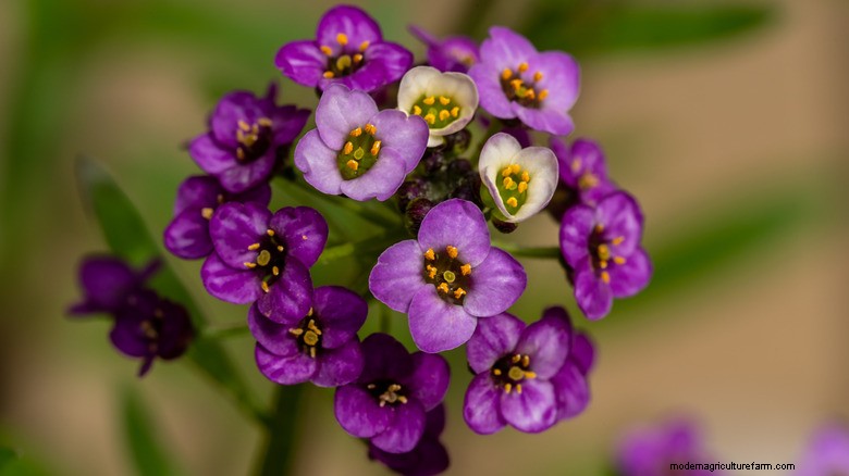 Attira i colibrì con i cestini sospesi di Sweet Alyssum 