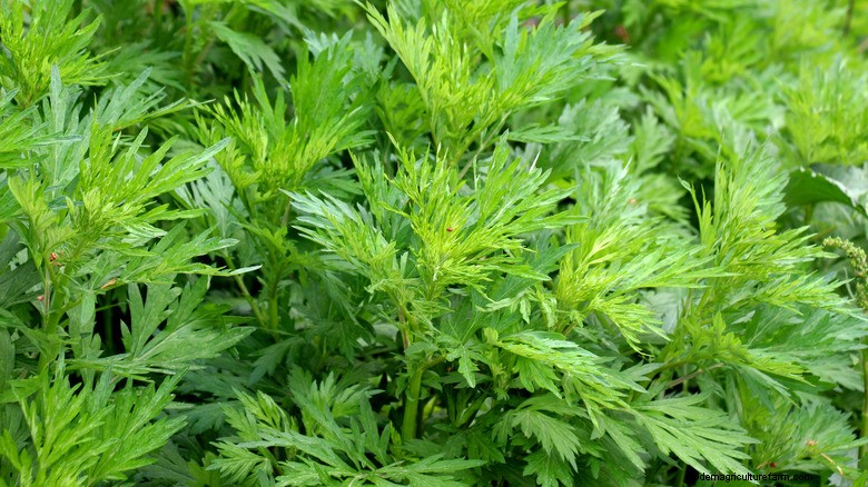 Natuurlijk wespenafweermiddel:kweek alsem om uw tuin te beschermen 