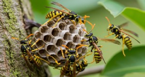 Natuurlijk wespenafweermiddel:kweek alsem om uw tuin te beschermen 