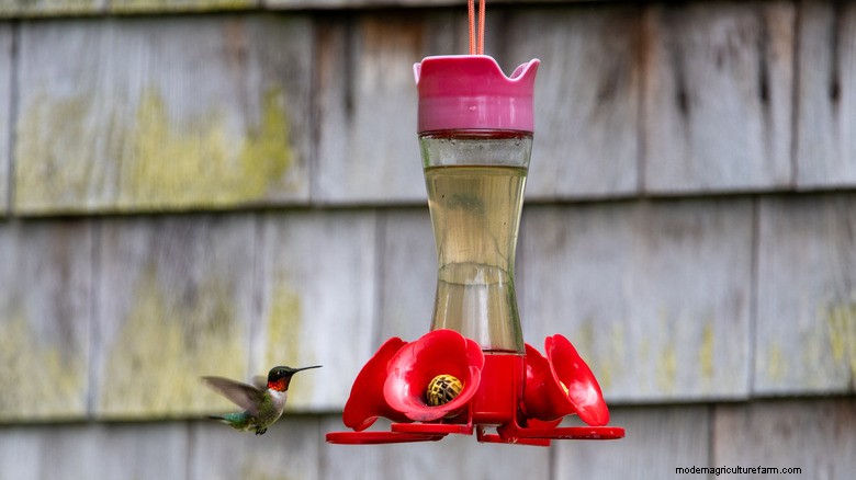 Mangiatoia per colibrì fai-da-te da fioriera sospesa:un idea creativa di upcycling 