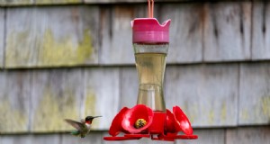 吊り下げプランターからハチドリの餌箱をDIY:創造的なアップサイクルのアイデア 