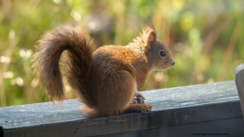 Natuurlijke afschrikmiddelen voor eekhoorns:een voorraadkast voor tuinbescherming 