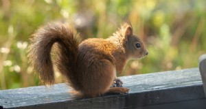 Natuurlijke afschrikmiddelen voor eekhoorns:een voorraadkast voor tuinbescherming 