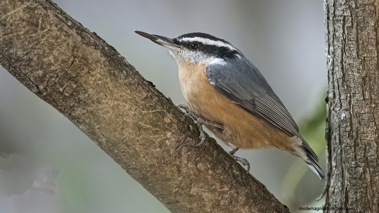 Mangiatoie per uccelli fai da te:riutilizza i cartoni del latte per un giardino sostenibile 