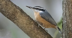 DIY-vogelvoeders:hergebruik melkpakken voor een duurzame tuin 