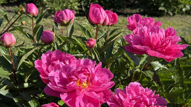 Leitfaden zur Düngung von Pfingstrosen:Timing und Tipps für atemberaubende Blüten 