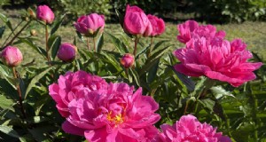 Leitfaden zur Düngung von Pfingstrosen:Timing und Tipps für atemberaubende Blüten 