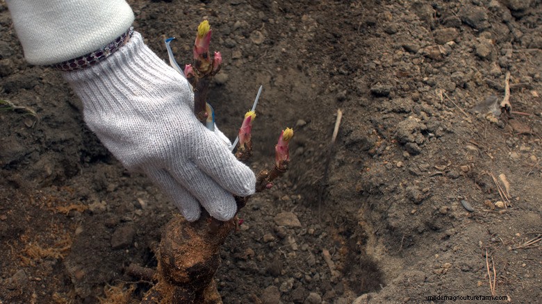 Leitfaden zur Düngung von Pfingstrosen:Timing und Tipps für atemberaubende Blüten 