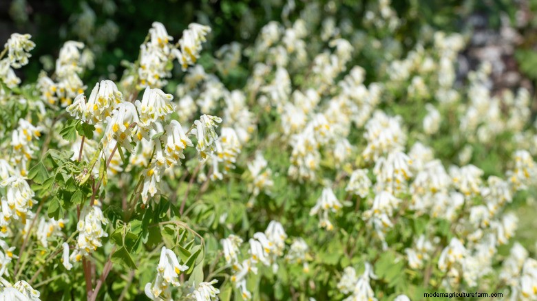 White Corydalis:de zelfzaaiende vaste plant voor continue bloei 