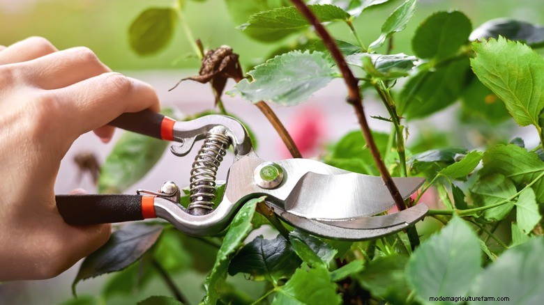 Potatura delle piante di maggio:aumenta la fioritura e la salute del giardino 