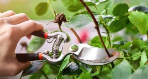Potatura delle piante di maggio:aumenta la fioritura e la salute del giardino 
