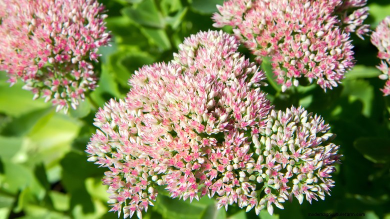 Potatura delle piante di maggio:aumenta la fioritura e la salute del giardino 