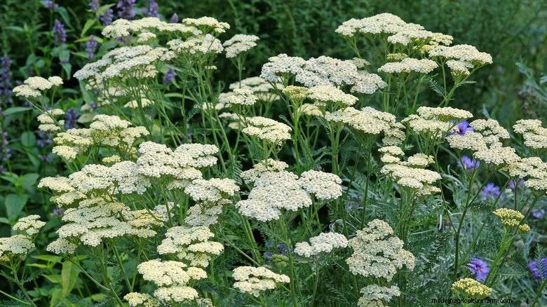 Potatura delle piante di maggio:aumenta la fioritura e la salute del giardino 
