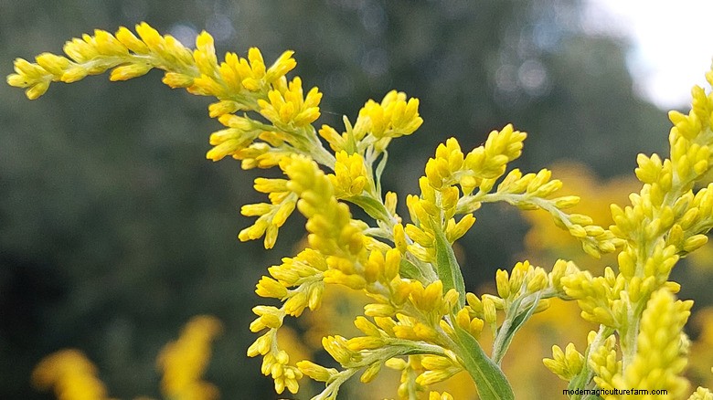 Potatura delle piante di maggio:aumenta la fioritura e la salute del giardino 