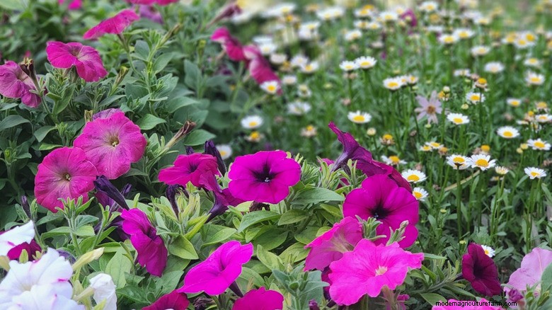 Plantgids voor mei:trek vlinders aan met Shasta Daisies &Petunia s 