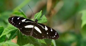 Pflanzanleitung für Mai:Schmetterlinge mit Shasta-Gänseblümchen und Petunien anlocken 