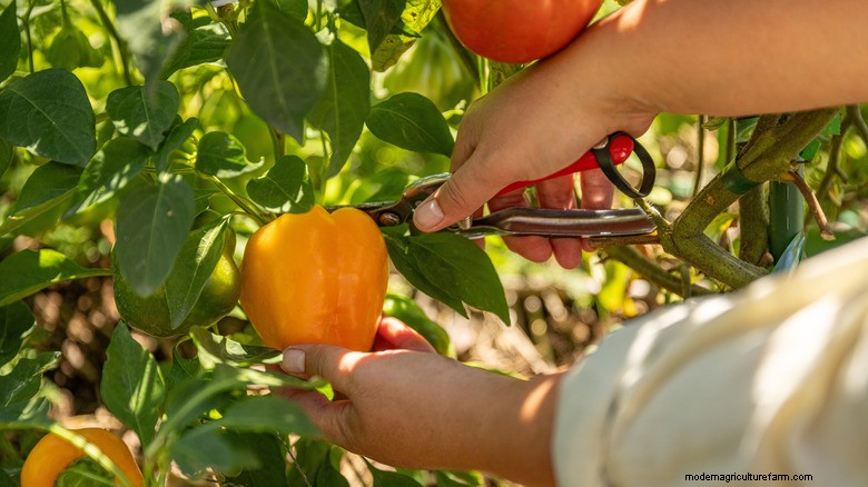 Aumenta la resa del pepe in modo naturale:il segreto del tè di compost del giardiniere 