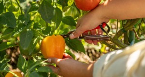 Aumenta la resa del pepe in modo naturale:il segreto del tè di compost del giardiniere 