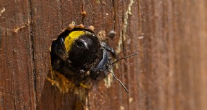 Repelente natural de abejas carpinteras:mantenga seguras las estructuras de madera esta primavera 