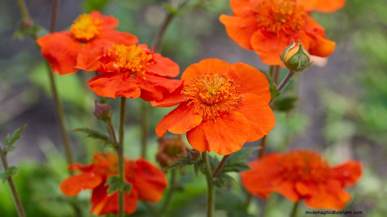 Vlindervriendelijke bloemen:gemakkelijk te kweken bloemen voor een levendige tuin 
