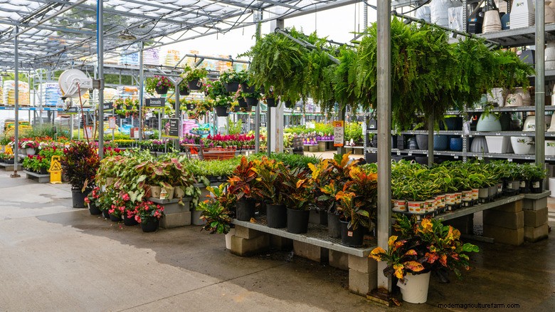 植物の健康と成功:大型店から植物を購入するリスク 