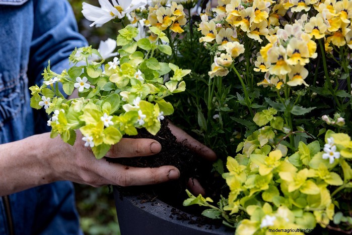 Cuidados com as plantas Bacopa:cultivo e cultivo de plantas perenes 