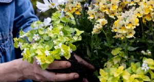 Bacopa-plantenverzorging:groeiende en cultiverende vaste planten 