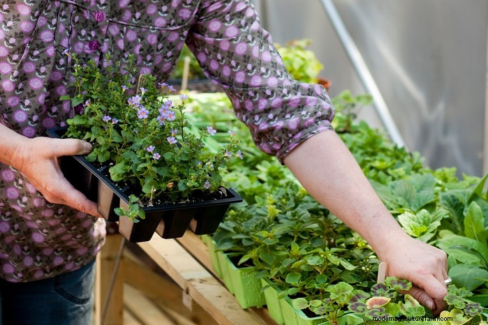Cuidados com as plantas Bacopa:cultivo e cultivo de plantas perenes 