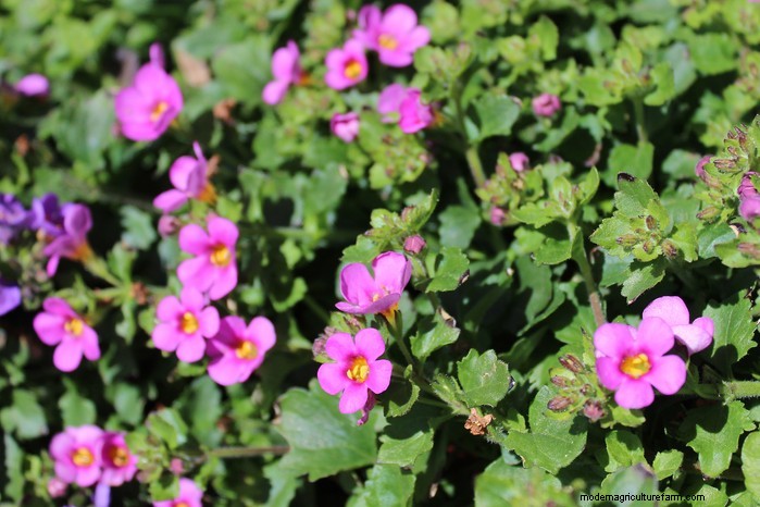 Cuidados com as plantas Bacopa:cultivo e cultivo de plantas perenes 