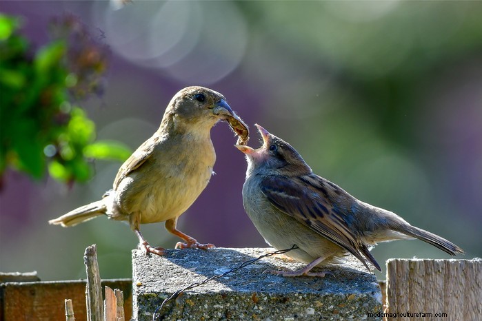 Big Garden Birdwatch 2026:Uccelli comuni e come partecipare 