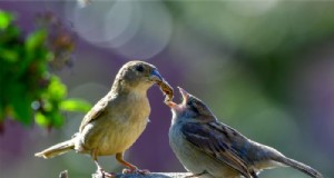 Big Garden Birdwatch 2026:gewone vogels en hoe u kunt deelnemen 