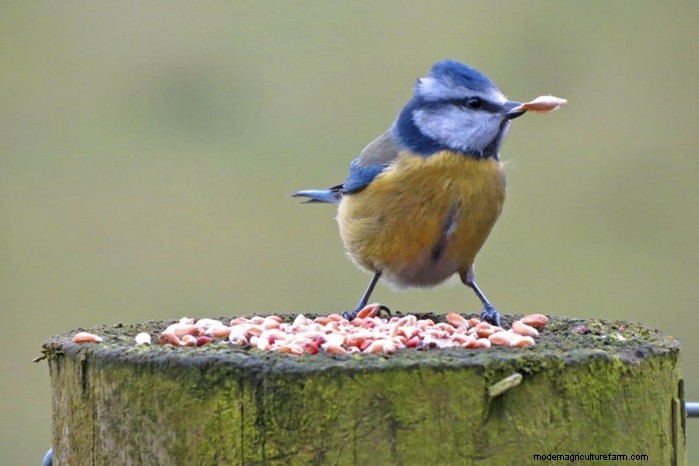 Big Garden Birdwatch 2026:Uccelli comuni e come partecipare 