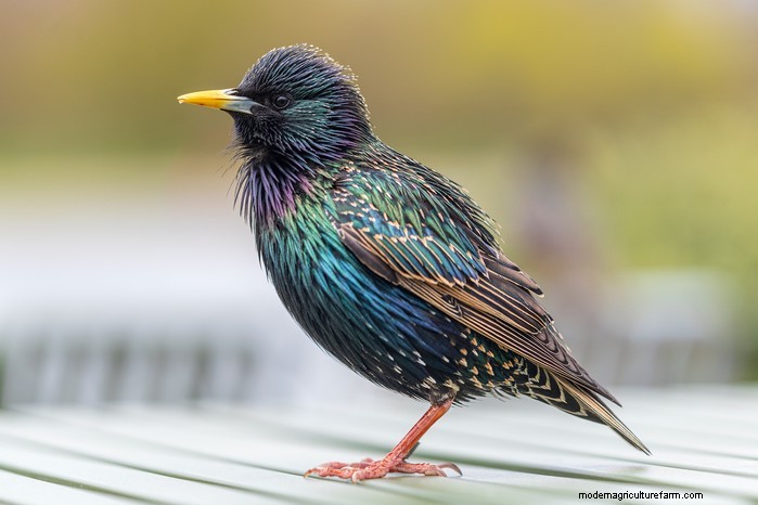Big Garden Birdwatch 2026:Uccelli comuni e come partecipare 