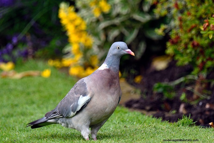 Big Garden Birdwatch 2026:Uccelli comuni e come partecipare 