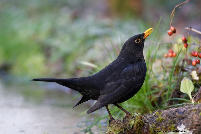 Big Garden Birdwatch 2026:Uccelli comuni e come partecipare 