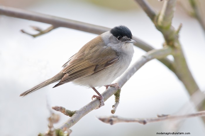Big Garden Birdwatch 2026:Uccelli comuni e come partecipare 