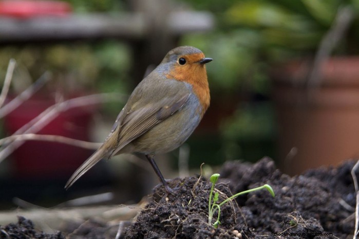 Big Garden Birdwatch 2026:Uccelli comuni e come partecipare 