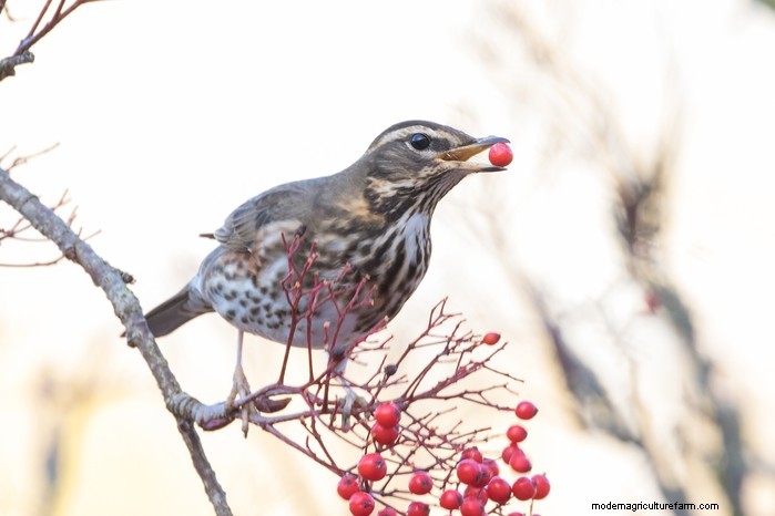 Big Garden Birdwatch 2026:Uccelli comuni e come partecipare 