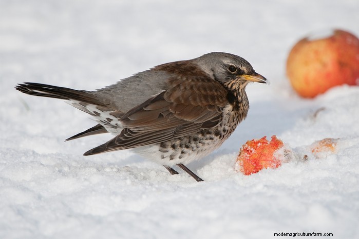 Big Garden Birdwatch 2026:Uccelli comuni e come partecipare 