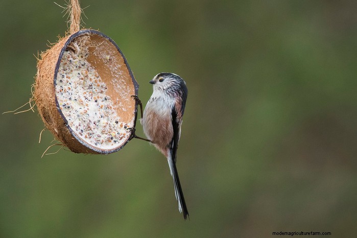 Big Garden Birdwatch 2026:Uccelli comuni e come partecipare 