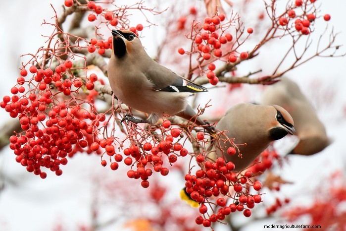 Big Garden Birdwatch 2026:Uccelli comuni e come partecipare 